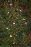 maidens blush ganz11/11