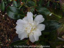 Blüte Snow Flurry