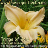 fringe of gold-hemerocallis-taglilie