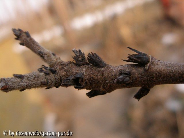 Acer griseum Winterknospen