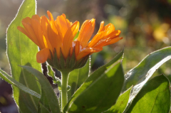 HDR_ringelblume.jpg