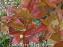 Jean May Blatt.jpg