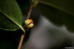 C.yunnanensis knospe