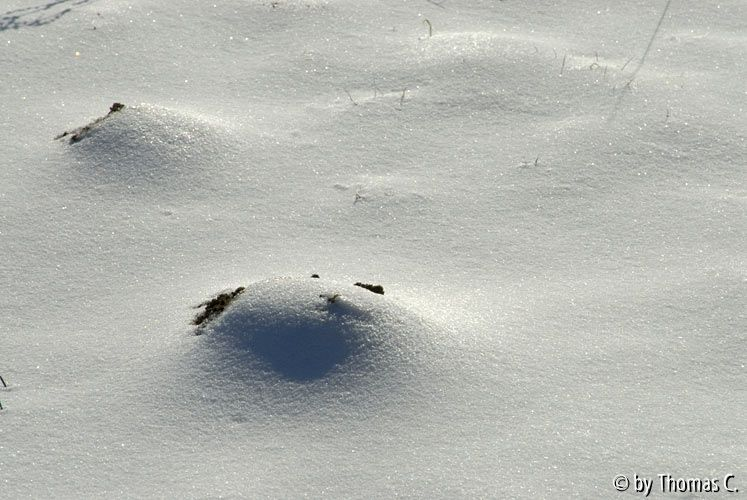 Winter-Eifel 02