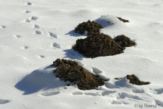 Winter-Eifel 03