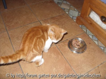 Futter.JPG