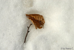 Winter-Eifel 04