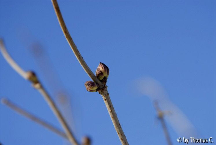 Winter-Eifel 05
