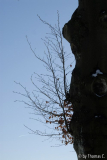 Winter-Eifel 06