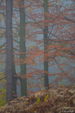 buchen im nebel
