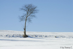 Winter-Eifel 08