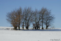Winter-Eifel 09