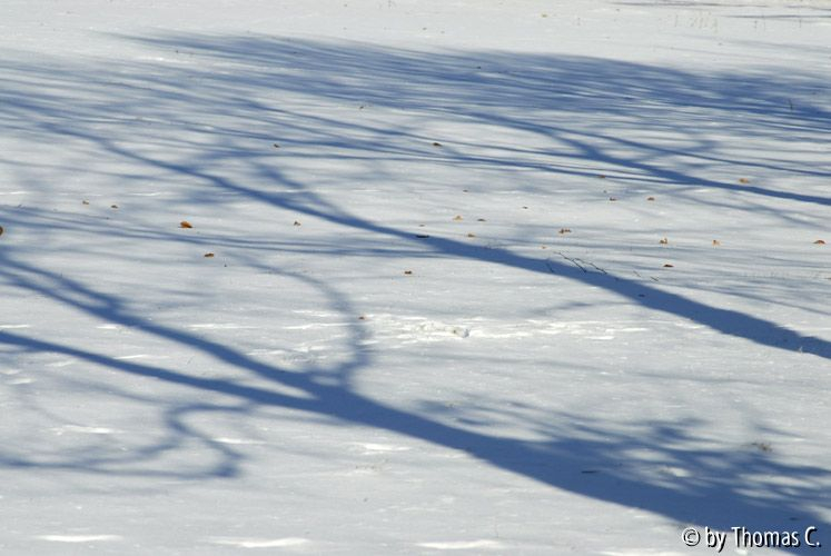 Winter-Eifel 10