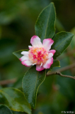 chojiguruma frost