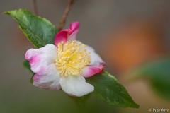 sasanqua variegata frost