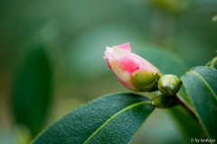 knospe showa wabisuke 11/11