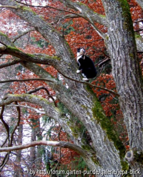 Kletterbaum