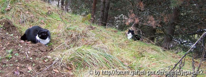 Katzenausflug