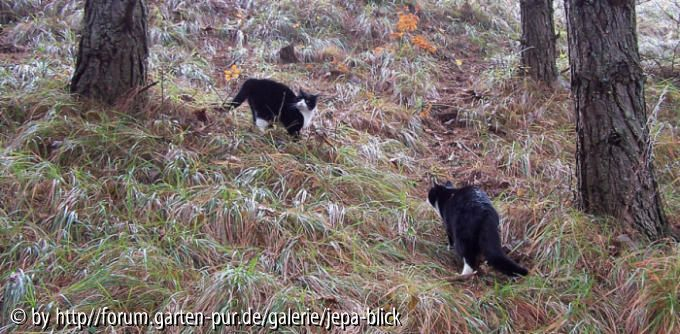 Wer fängt wen?