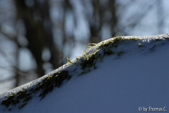 Winter-Eifel 13
