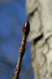 Winter-Eifel 14