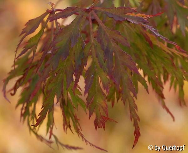 Acer Seiryu Herbst Schatten