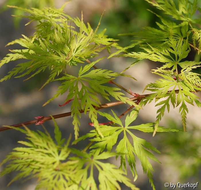 Acer Seiryu Laub3