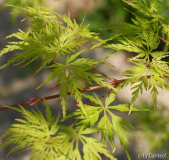 Acer Seiryu Laub3