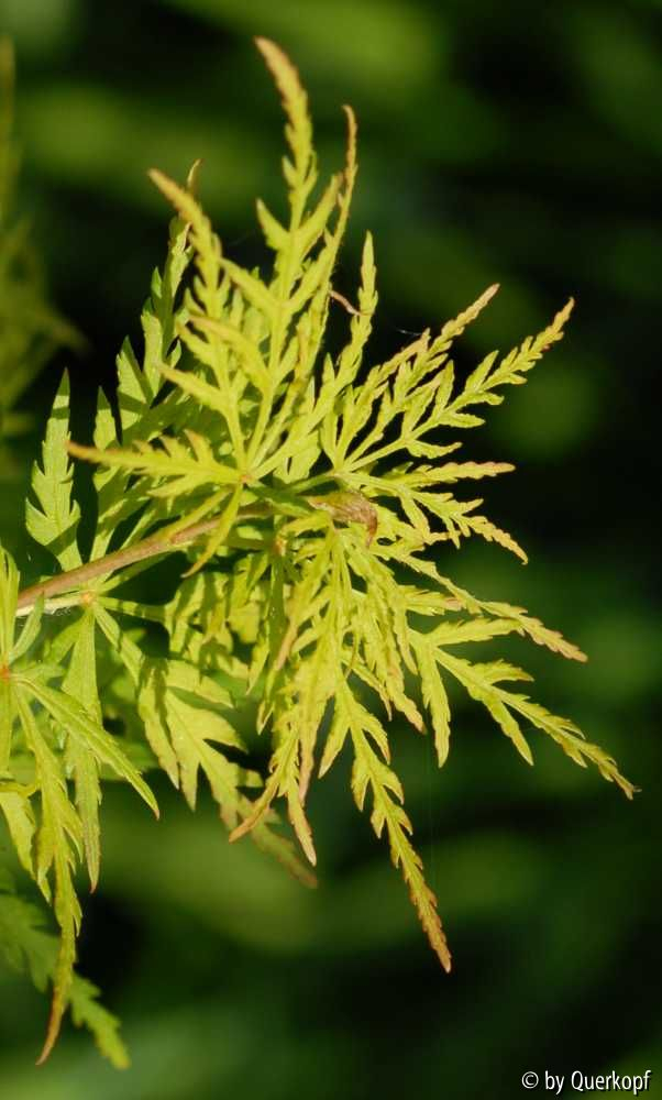 Acer Seiryu Laub2