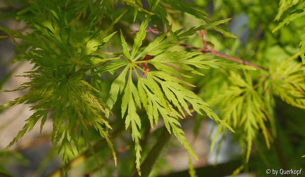 Acer Seiryu Laub1
