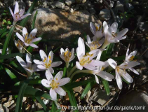 Colchicum pusillum_11-11-19.jpg