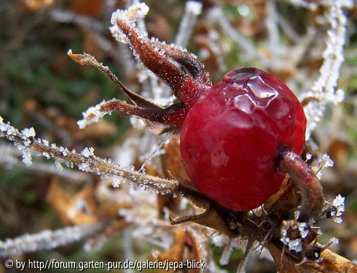 Rosenfrucht im Reif