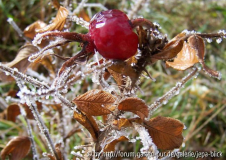Novemberspiel