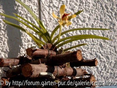 Vanda crisata im Korb