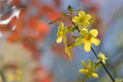 Winterjasmin