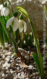 Galanthus cilicicus -kl_11-11-19.jpg