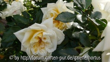 Fundrose Kanaren
