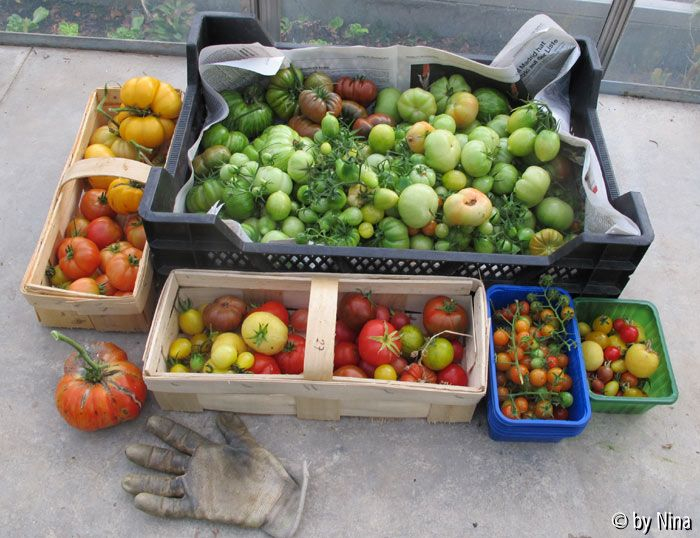 Die letzte Tomatenernte 2011