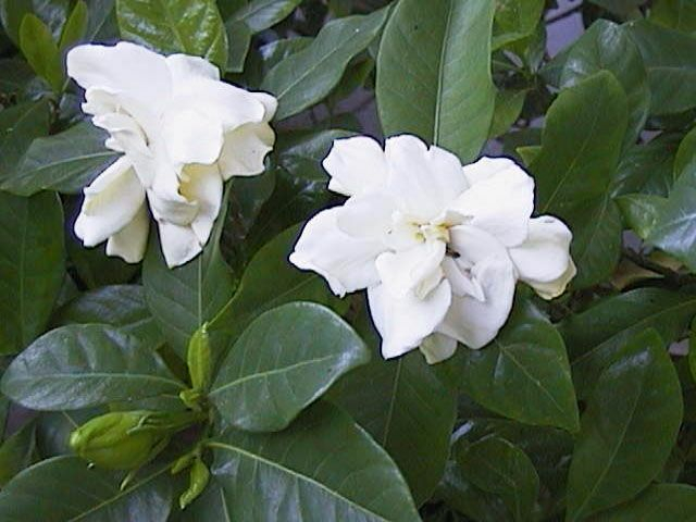 Gardenie