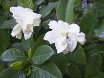 Gardenie