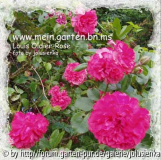 rose,louis oldier