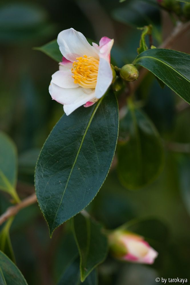 showa wabisuke 11/11
