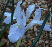 Iris vartanii-kl_11-11-26.jpg