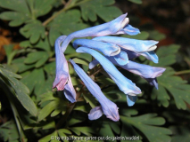 Corydalis curviflora x pachysantra (2)