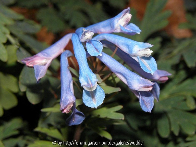 Corydalis curviflora x pachysantra (1)
