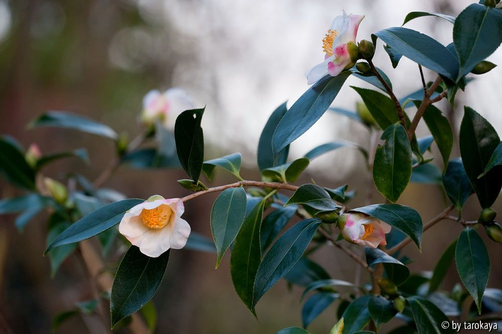 showa wabisuke mehrere