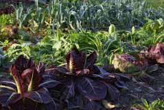 garten_im_winter.jpg