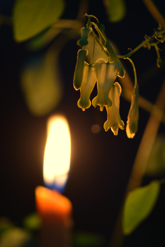 Adventsglocken