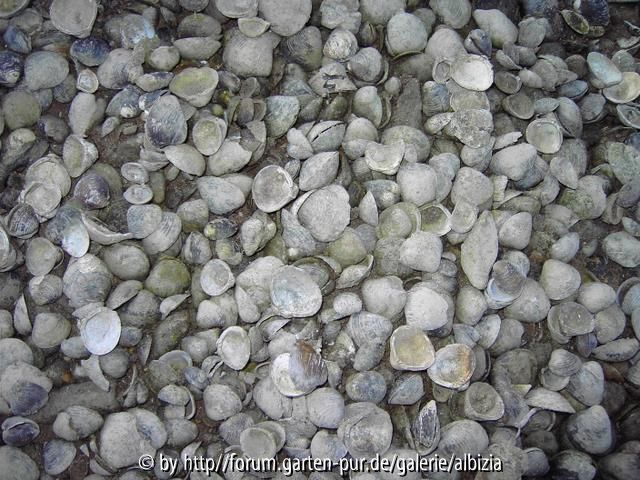 Muschelbank