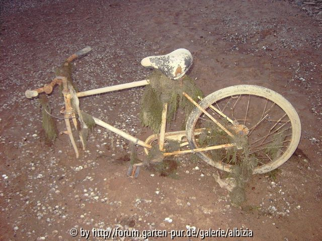 auch den kopf in den sand stecken hilft nix